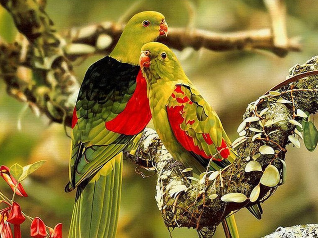  ..   birds wallpapers-bird images for desktop-birds photos-bird images hd-wallpapers hd birds-Birds_wallpapers_16.jpg